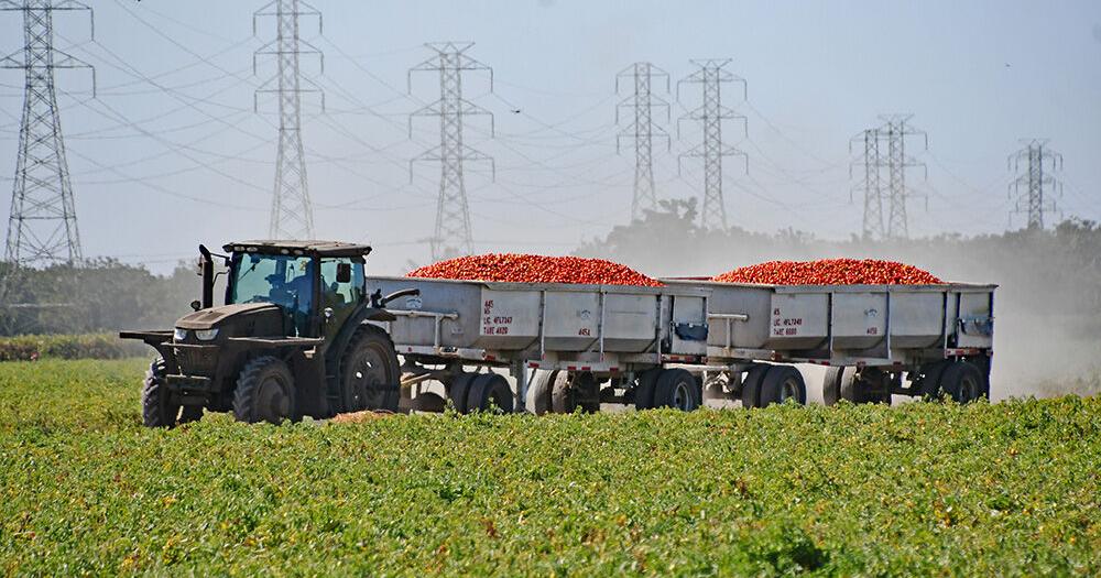 Processed tomato growers hope for market recovery | Patterson Irrigator — Columns