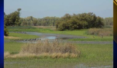 Hunters invited to give input on California wildlife hunting opportunities | Covering California