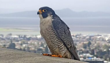 Bird flu may have killed UC Berkeley’s falcons, but hope for their return lives | Research And Ideas