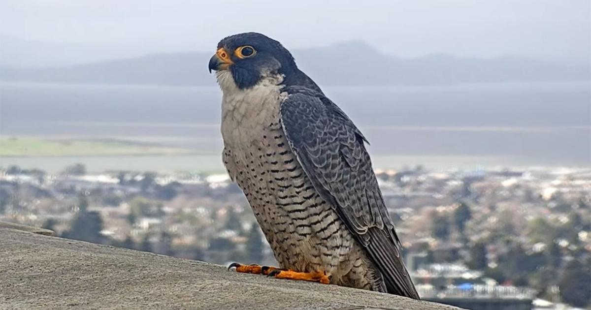 Bird flu may have killed UC Berkeley’s falcons, but hope for their return lives | Research And Ideas