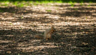 Find out which Berkeley critter you are, plus how to better embody them | Quizzes
