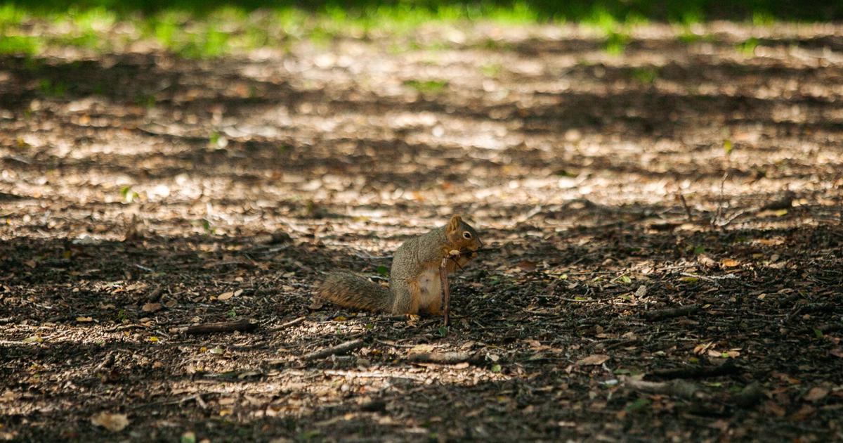 Find out which Berkeley critter you are, plus how to better embody them | Quizzes