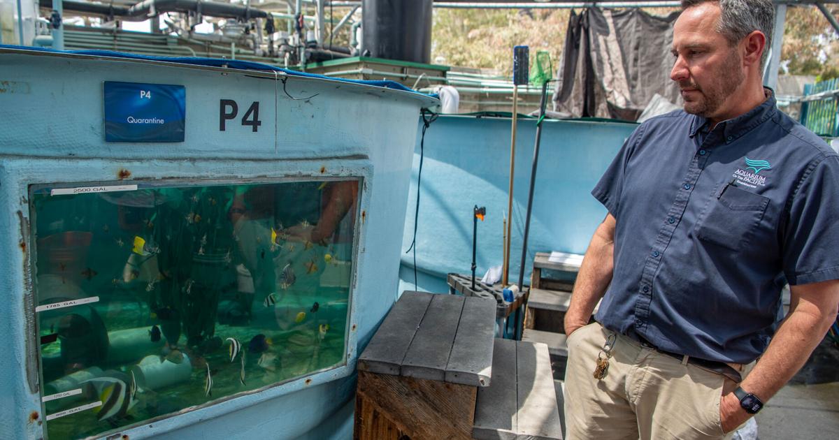 How the Aquarium of the Pacific scrambled to save hundreds of sea creatures after 2 smuggling busts | National