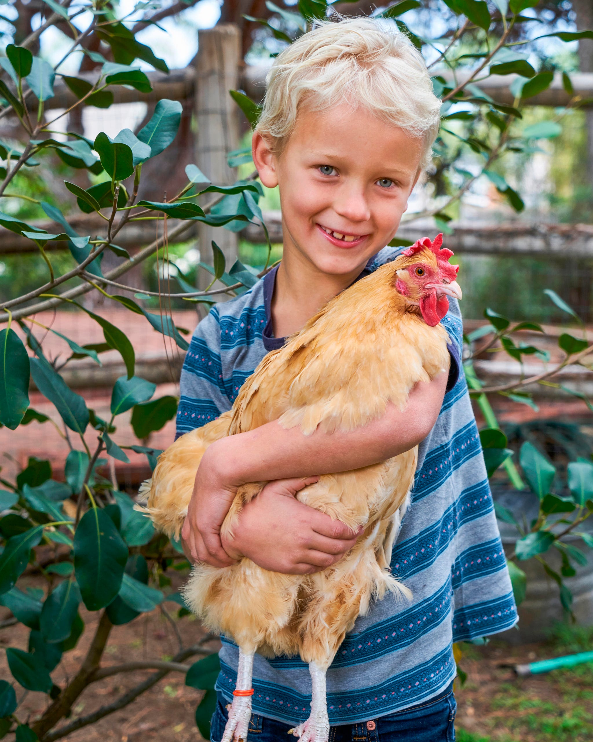 boy in striped shirt holding a chicken boy in striped shirt holding a chicken