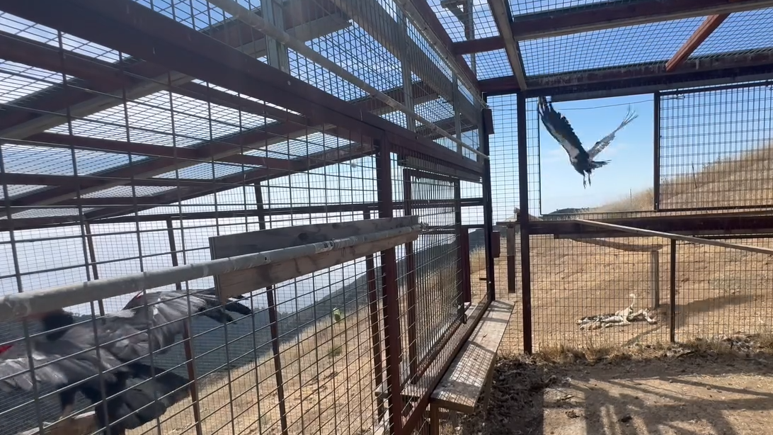 California condors released as Timber Fire threatened sanctuary