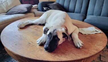 California dog is euthanized even though the case to save it reached the Supreme Court