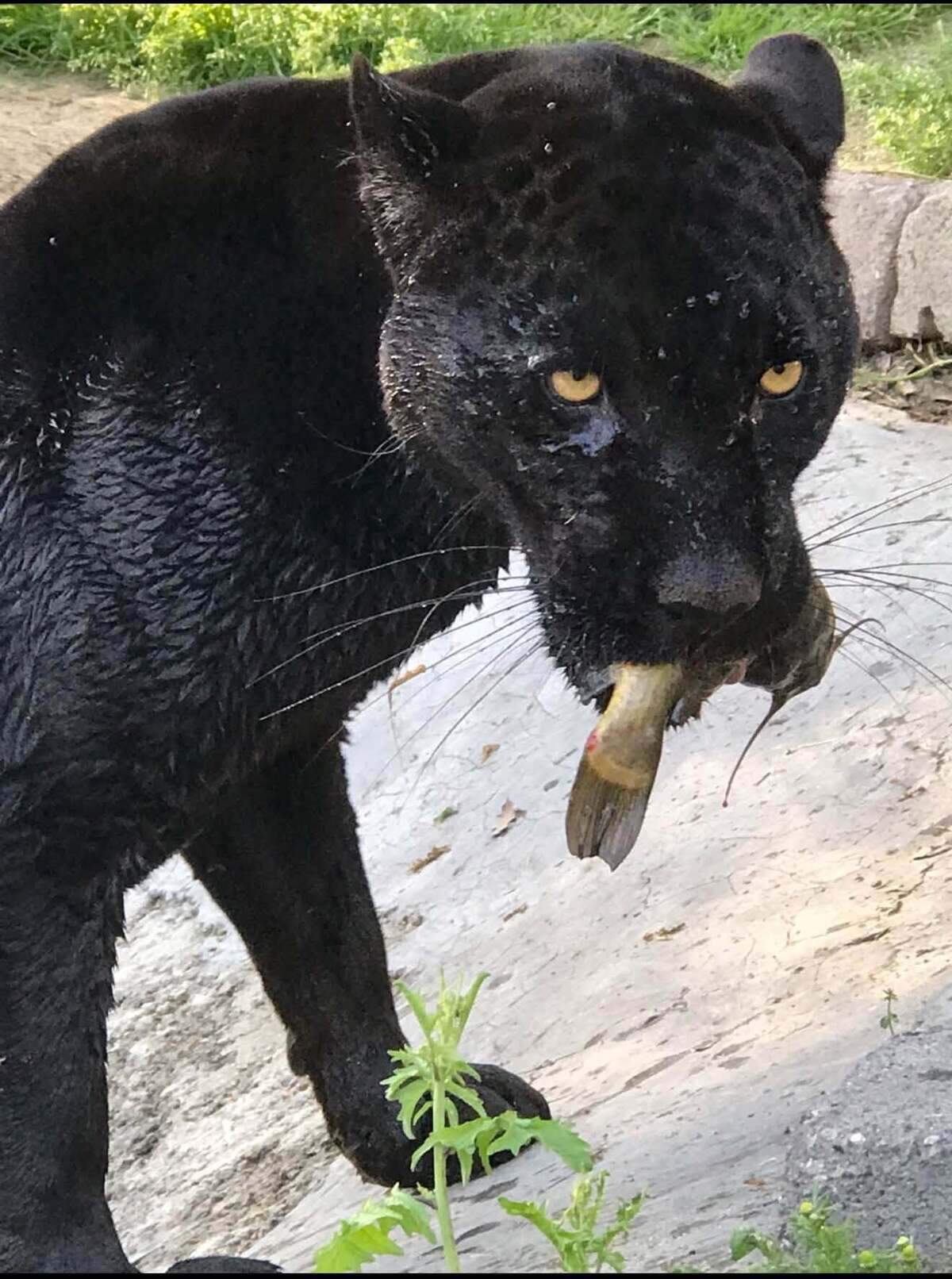 Samba, a black jaguar at Project Survival’s Cat Haven in Dunlop, died on Monday, Aug. 24, 2026, after being bitten twice by a rattlesnake.