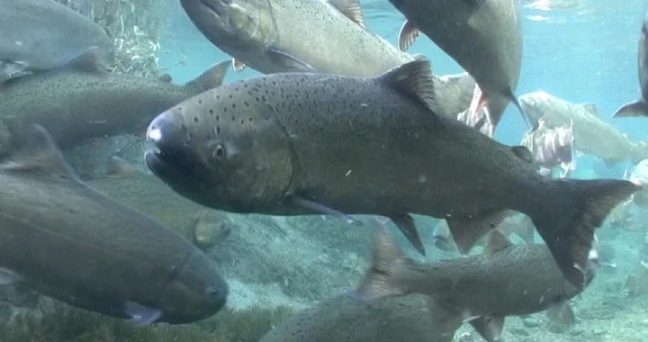 STATE O' FISH: Rebuilding California's Still-Struggling Salmon Fishery and Another 'Unpredictable' Year for Dungeness Crab | Lost Coast Outpost