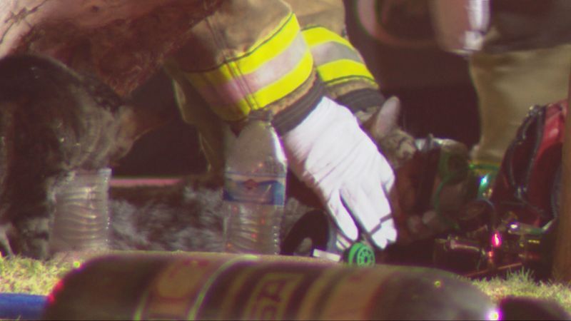 Several cats were given oxygen and water as fire crews worked on a house fire in south Bakersfield Sunday night. PHOTO: KBAK/KBFX