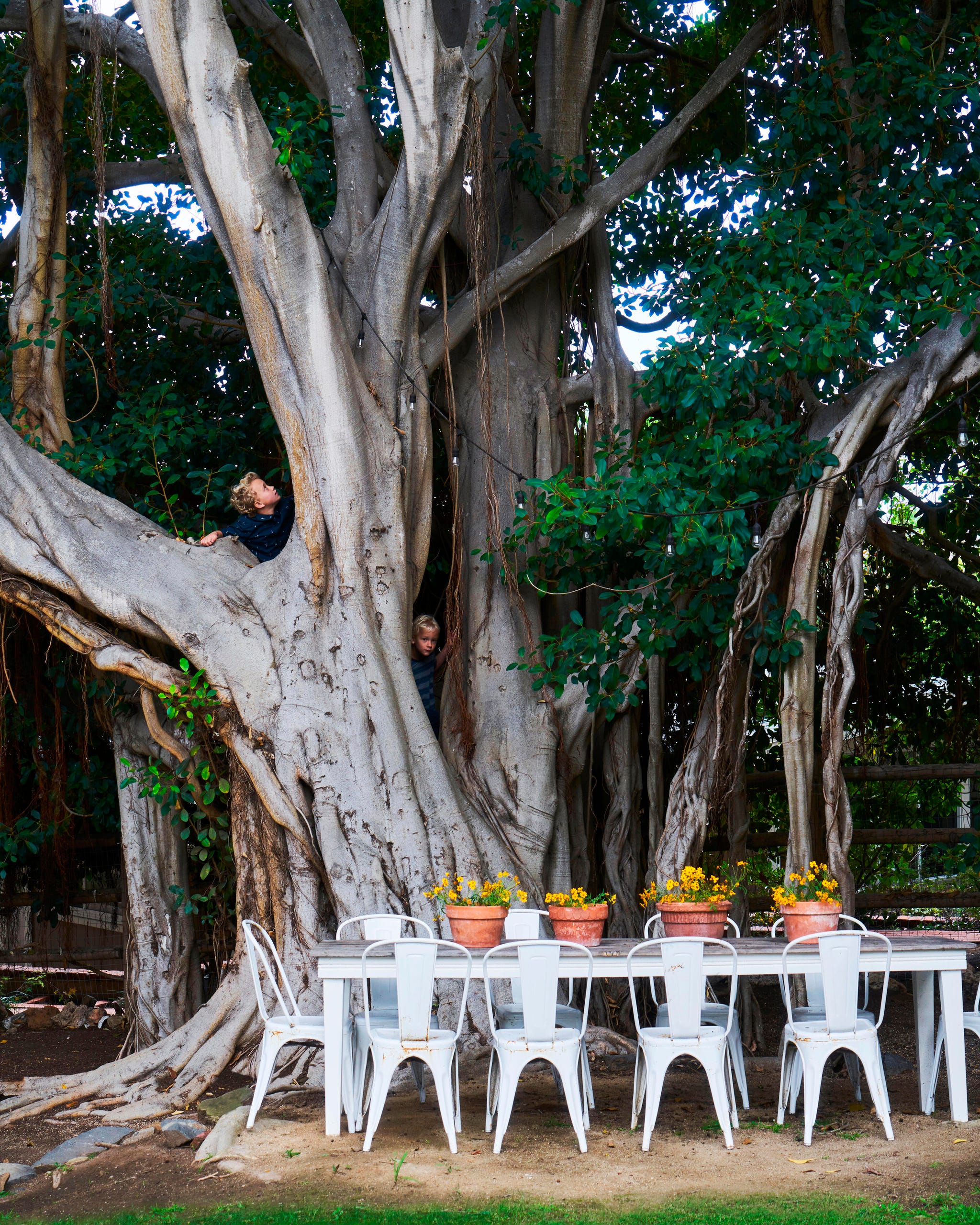 outdoor dining table and white chairs next to a large banyan tree outdoor dining table and white chairs next to a large banyan tree