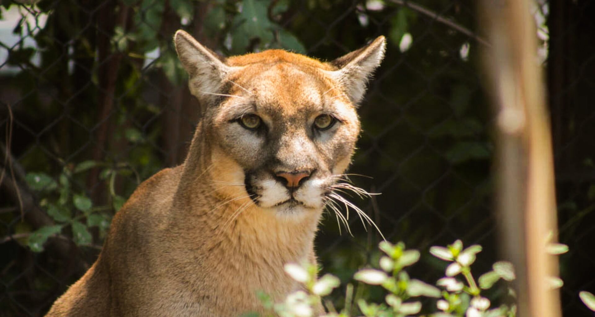 Was OC Public Works Hiding Internal Talks About Threatened Mountain Lions?