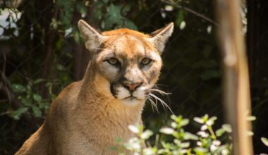Was OC Public Works Hiding Internal Talks About Threatened Mountain Lions?