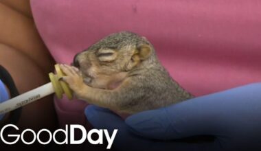 Wildlife Care Association needs emergency help