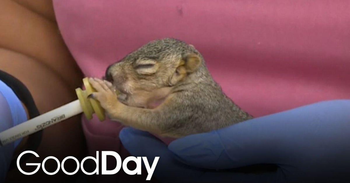 Wildlife Care Association needs emergency help