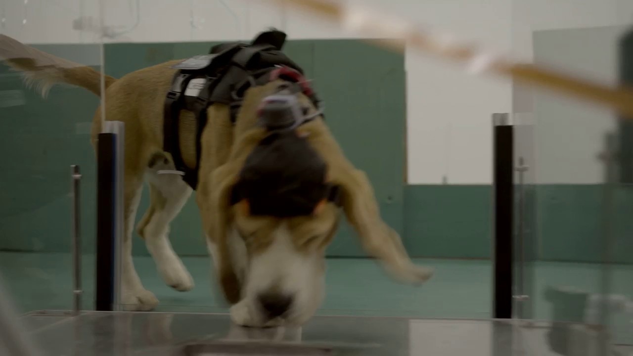 Dogs sniffing for cancer 