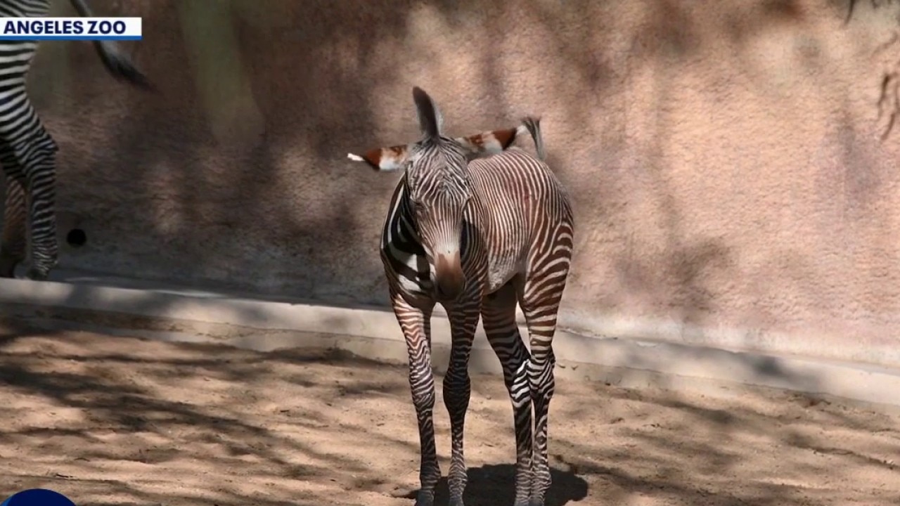 PREVIOUS: LA Zoo welcomes rare endangered zebra foal