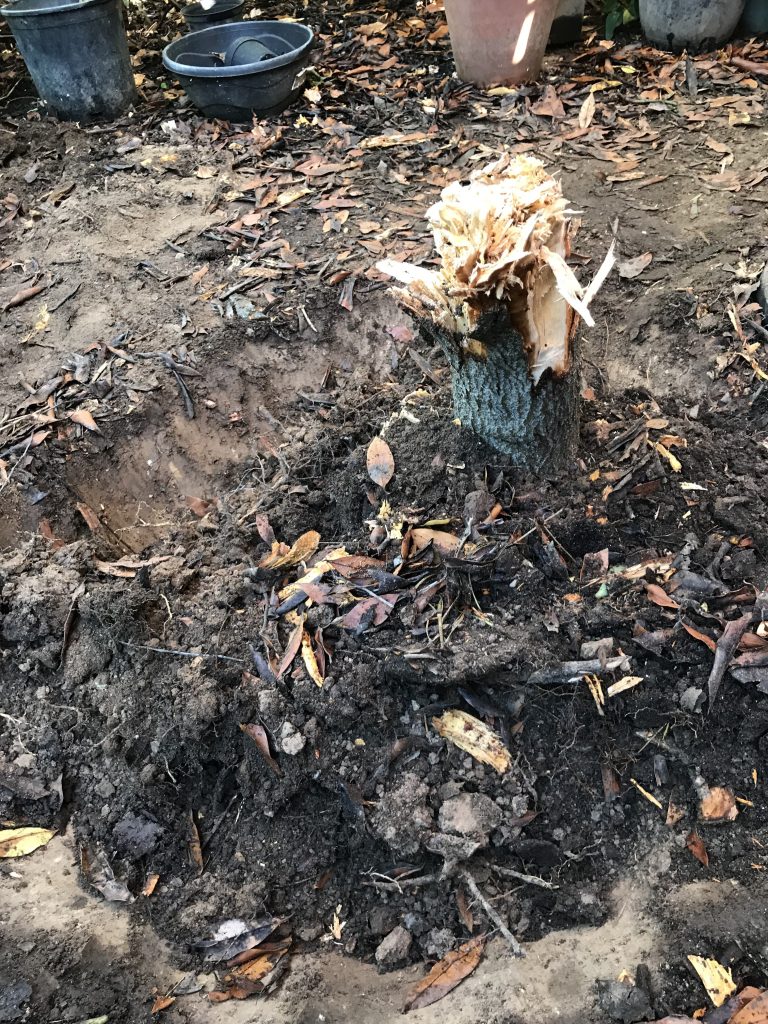 Tree stump left behind