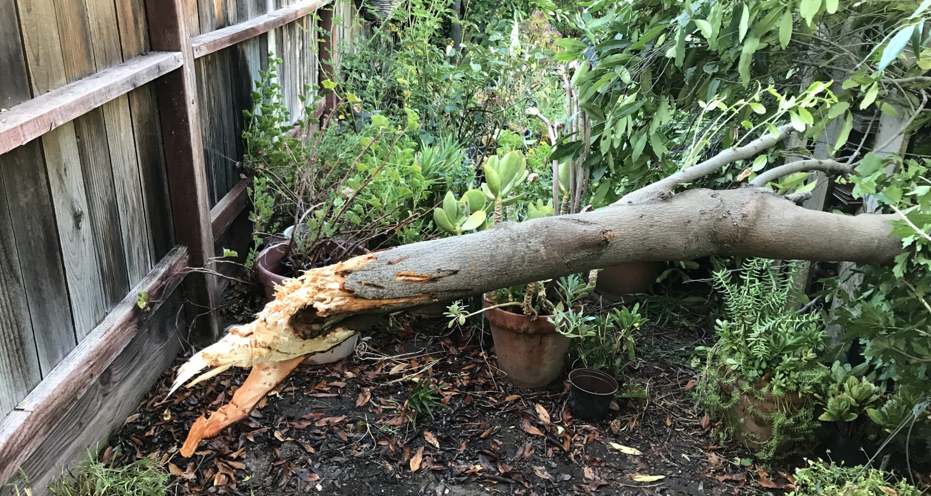 Remains of a Carolina Laurel tree that was felled in my back yard