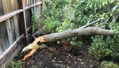 Remains of a Carolina Laurel tree that was felled in my back yard