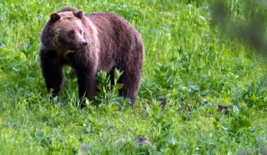 Lawmakers scrap California grizzly bear reintroduction bill – NBC Los Angeles