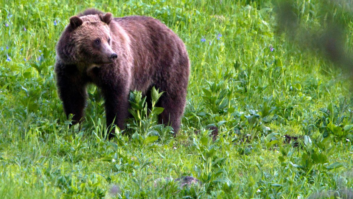 Lawmakers scrap California grizzly bear reintroduction bill – NBC Los Angeles