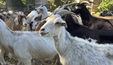 Goats Help Prevent California Wildfires. Wage Disputes Might Interrupt That.