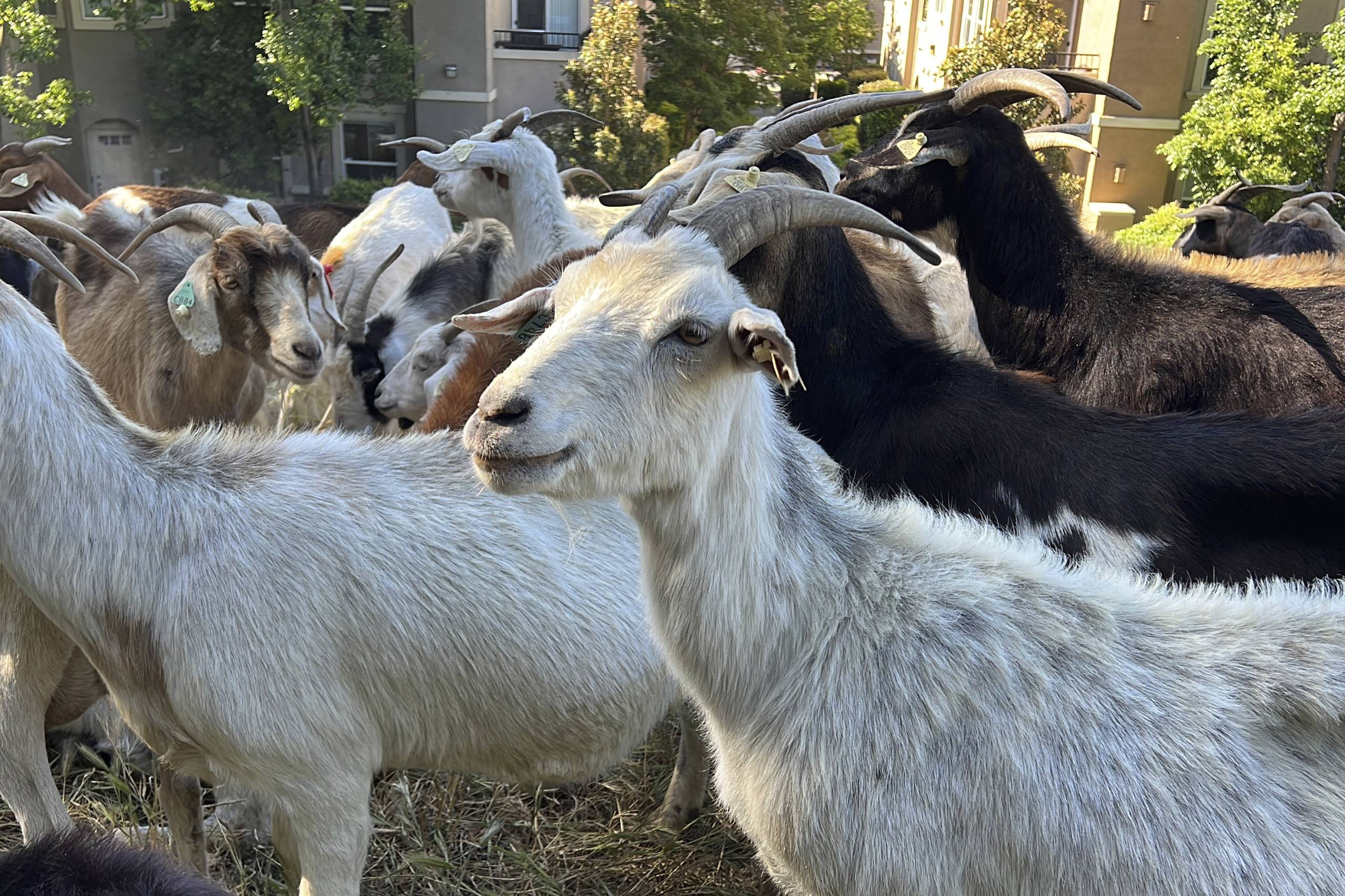 A closeup of a herd of goats.