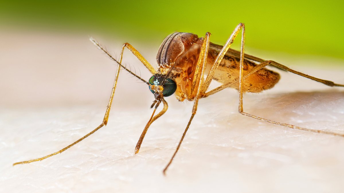 LA County reports first West Nile virus death of 2026 – NBC Los Angeles