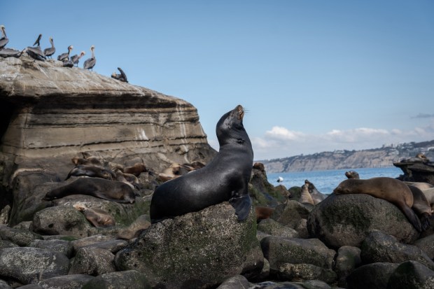 A sea lion basks in the sun in La Jolla, California.