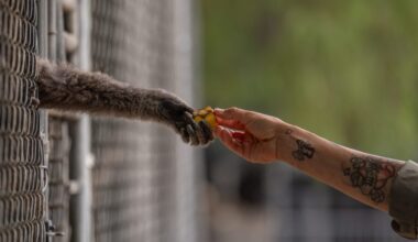 A California house painter taught himself about gibbons 50 years ago — and now his center is a world-leading rescue facility