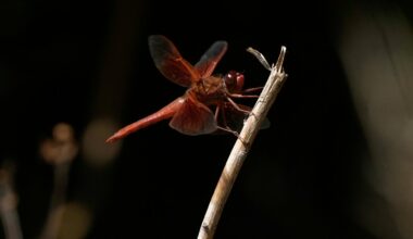 Unusual dragonfly swarms sweep across California – NBC Bay Area