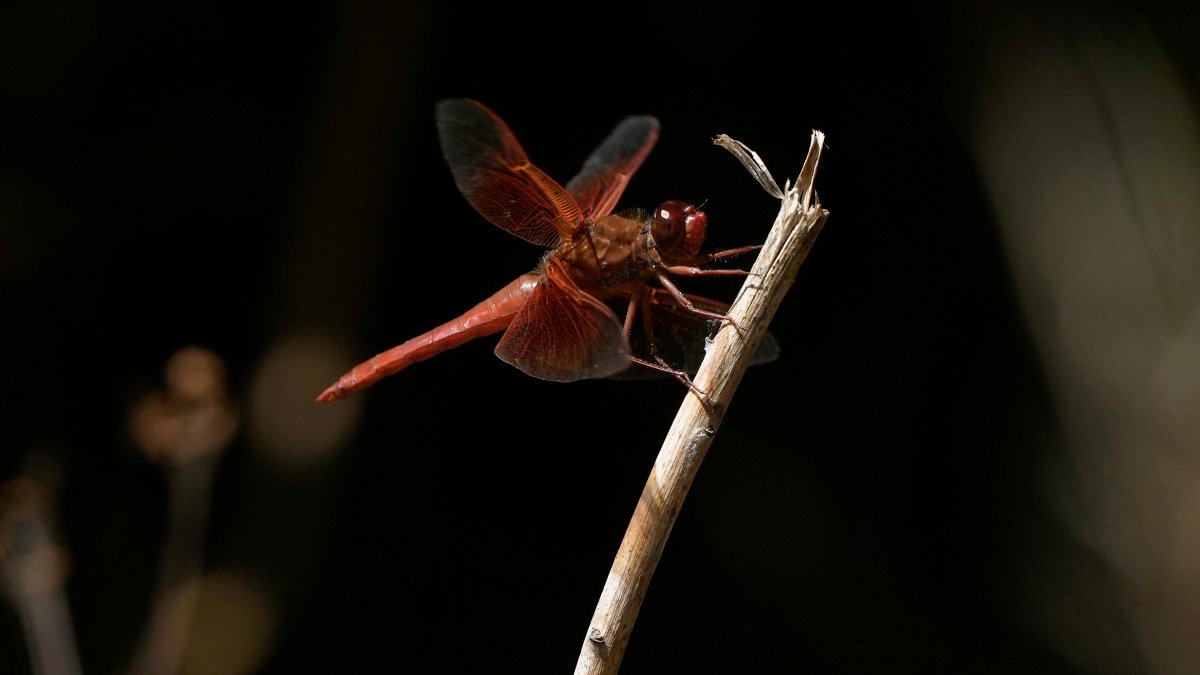 Unusual dragonfly swarms sweep across California – NBC Bay Area