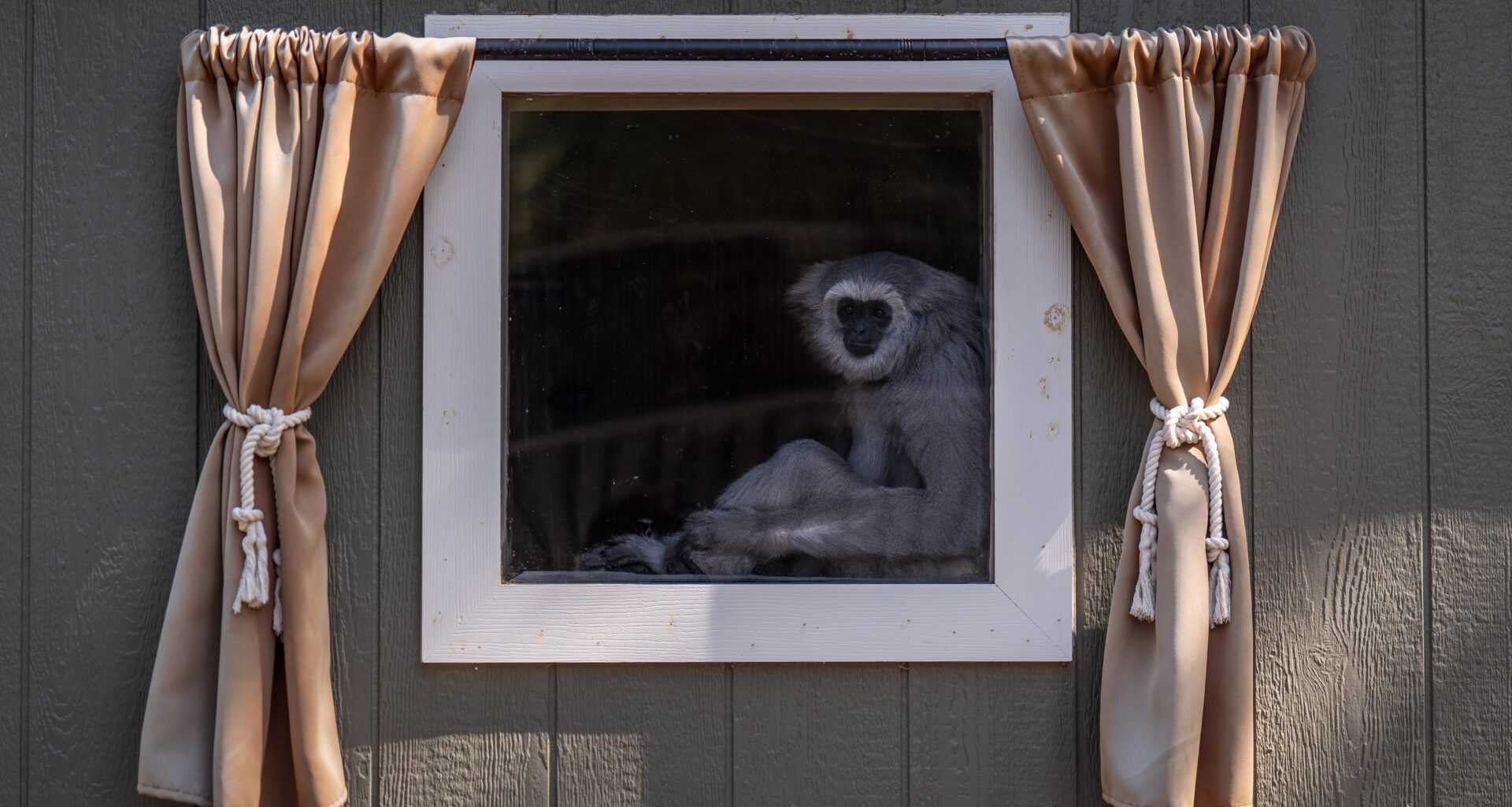 A California haven for endangered gibbons, in photos