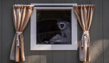 A California haven for endangered gibbons, in photos