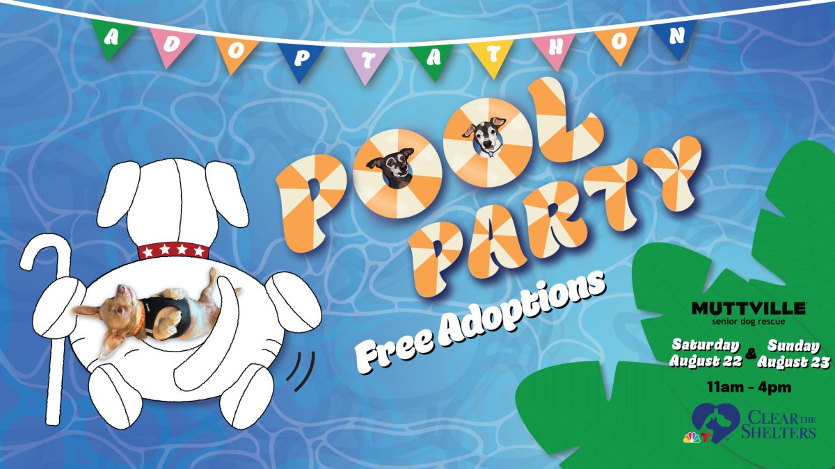 Muttville Clear the Shelters Pool Party – NBC Bay Area