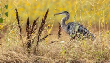 Hunting opportunities, wildlife area walks on CDFW calendar