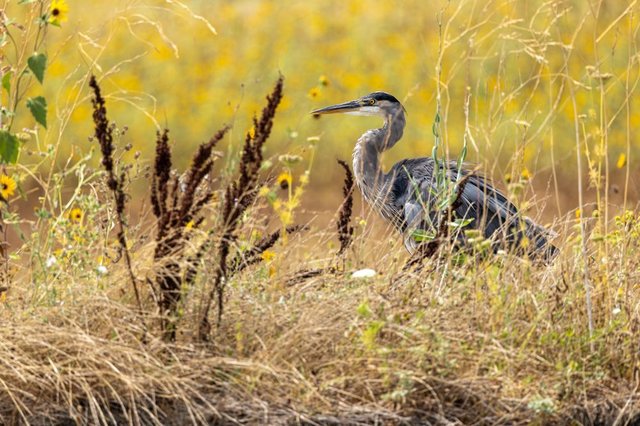 Hunting opportunities, wildlife area walks on CDFW calendar