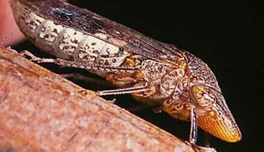 California officials warn against invasive species – NBC Bay Area