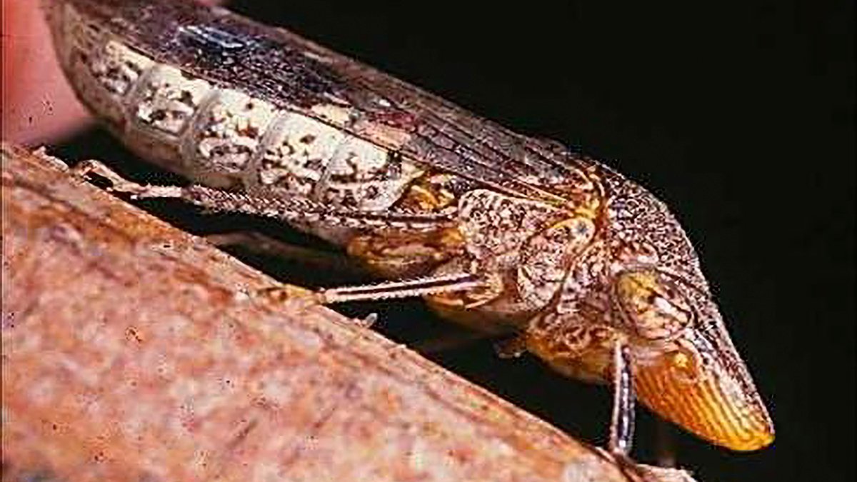 California officials warn against invasive species – NBC Bay Area