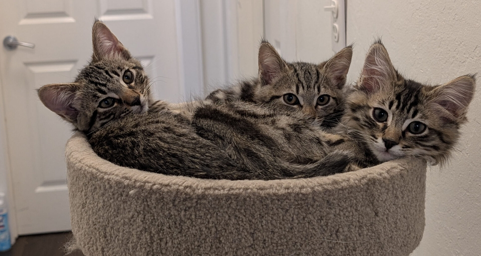 East Bay pets of the week for Aug. 21