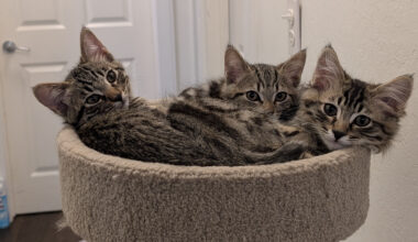 East Bay pets of the week for Aug. 21