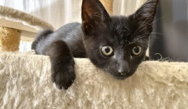East Bay pets of the week for Aug. 28
