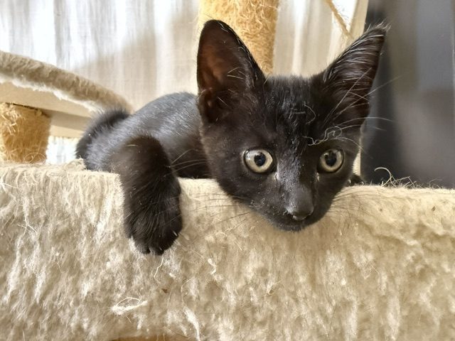 East Bay pets of the week for Aug. 28
