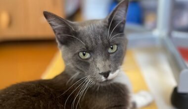 East Bay pets of the week for Sept. 4