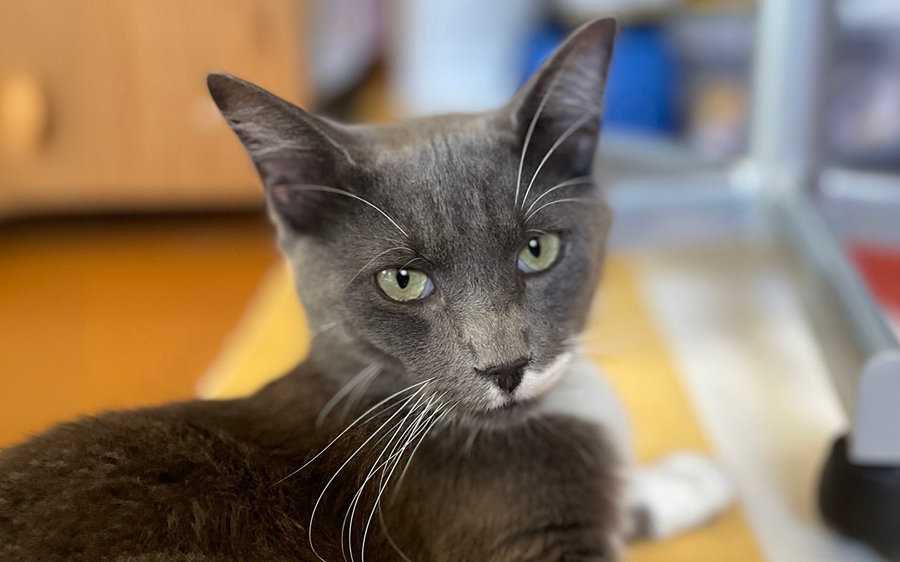 East Bay pets of the week for Sept. 4