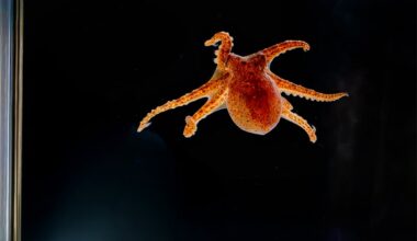 Birch Aquarium Red Octopus