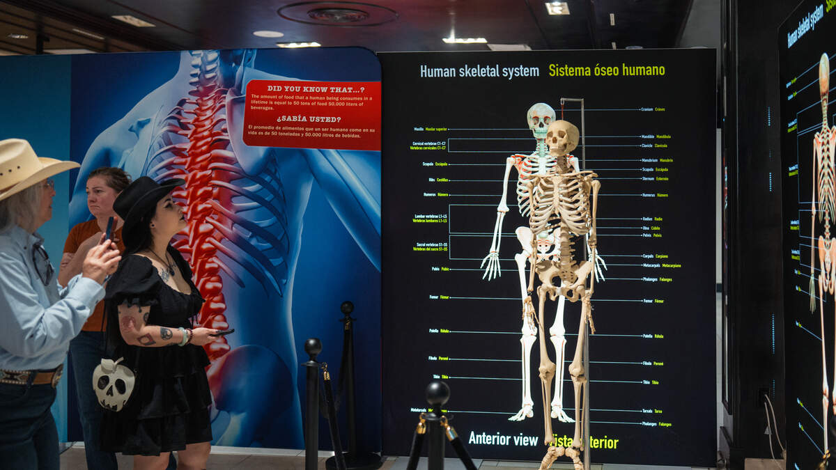 “Bodies - The Science Within” runs Oct. 2 through Nov. 29