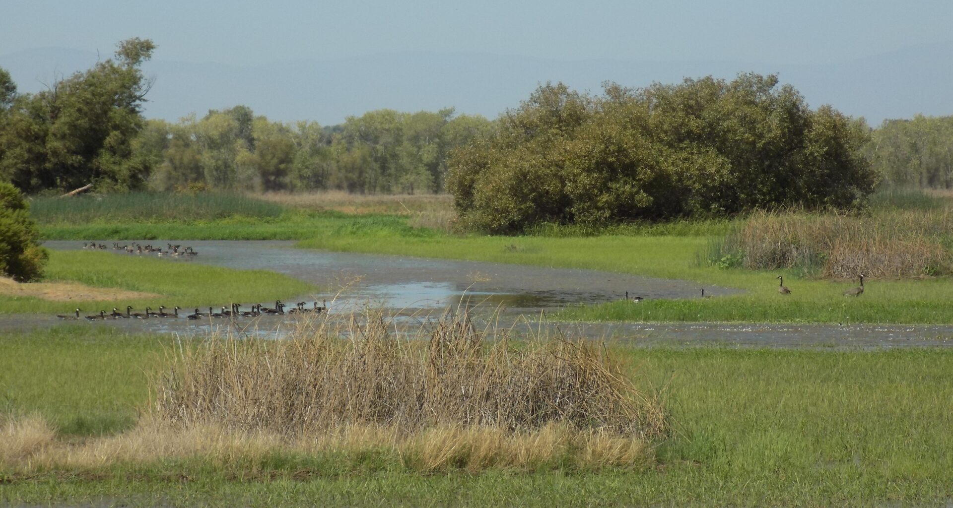 wetland with birds. CDFW photo