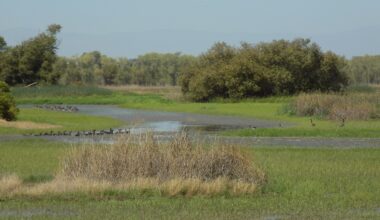 wetland with birds. CDFW photo