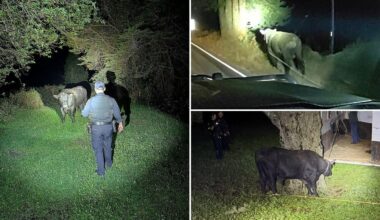 San Mateo County sheriff and CHP wrangle a loose bull on Highway 35